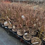 Vŕba štíhlopestíková (Salix gracilistyla) ´MOUNT ASO´® výška: 20-30 cm, kont. C3L - KRÍK